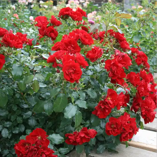 Roşu - trandafir pentru straturi Floribunda